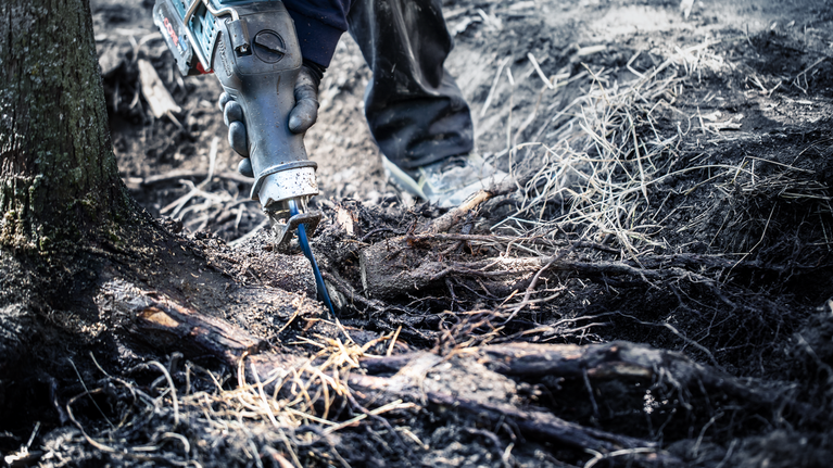 EXPERT ‘Tough Wood’ S 1142 KHM 軍刀鋸 1 件式 一名配戴安全設備的工人使用往復鋸切割樹根。.