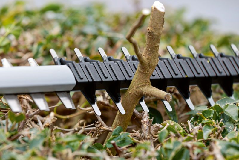 樹籬修剪機的刀片正在剪斷綠葉間的粗樹枝。.