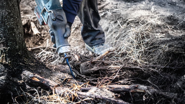 有人用電鋸鋸斷埋在土裡的樹根。